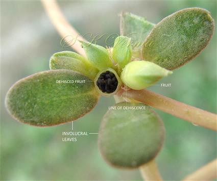  Fruit and Dehisced fruit